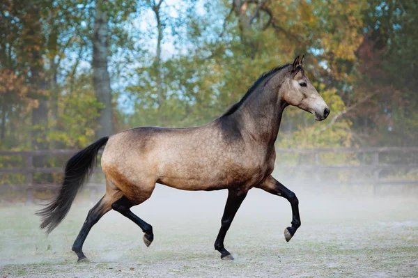 美丽的马在尘土飞扬的草地上小跑 — 图库照片