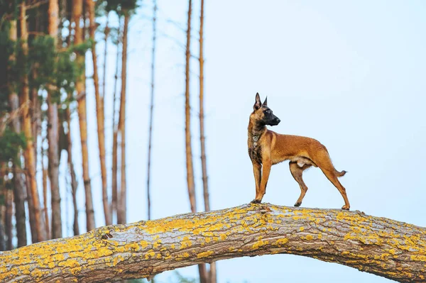 Teljes Hosszúságú Portré Egy Malinois Kutyáról Egy Kutya Áll Egy — Stock Fotó