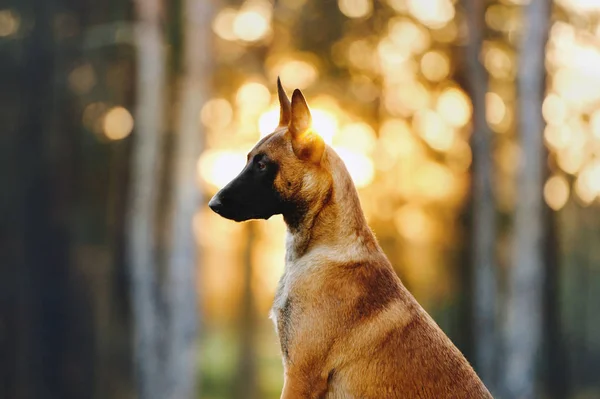 Retrato Perro Pastor Perfil Luz Fondo Amanecer — Foto de Stock