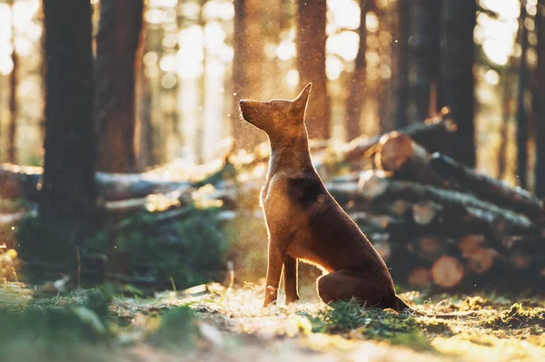 Piękny Owczarek Malinois Siedzi Promieniach Światła Lesie Sylwetka Dużego Psa — Zdjęcie stockowe