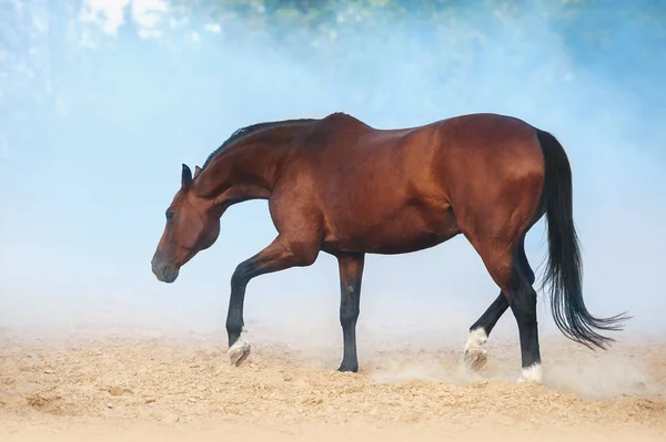 Cavallo Della Baia Corre Uno Sfondo Nebbia Bianca — Foto Stock