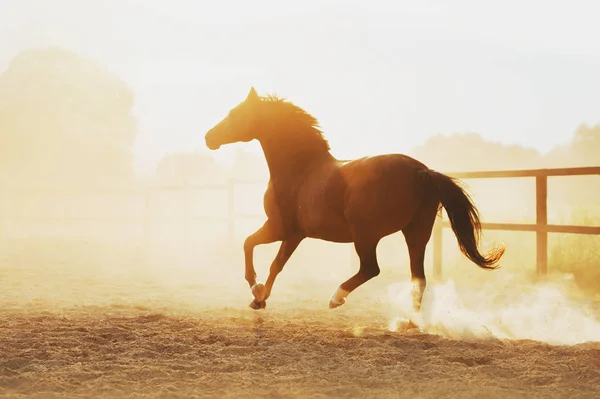 Het Paard Loopt Pili Tegen Zonsondergang Aan Sterkte Van Een — Stockfoto