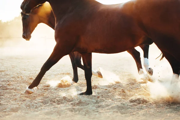 馬のビーチに沿ってギャロップ 砂はひづめの下から砕ける 馬のグループは無料です — ストック写真