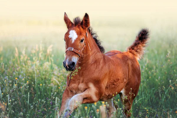 Small Red Foal Runs Gallop Alone Field Close — Stock Photo, Image