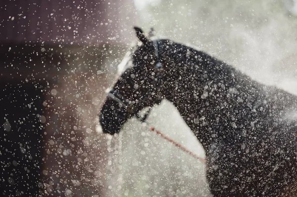浴されている馬の背景に水の滴 毛づくろい馬とぼやけた背景 — ストック写真