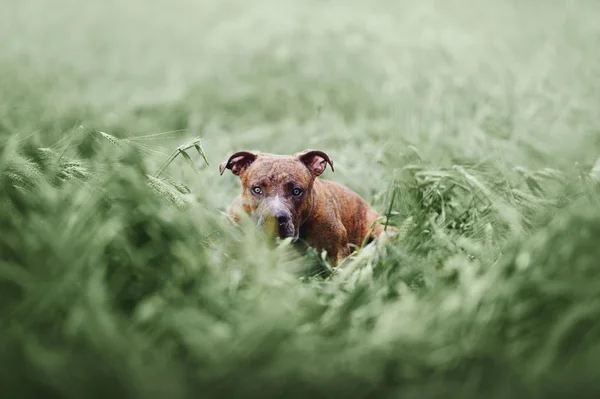 Retrato Cachorro Terrier Staffordshire Americano Senta Uma Grama Contexto Verde — Fotografia de Stock