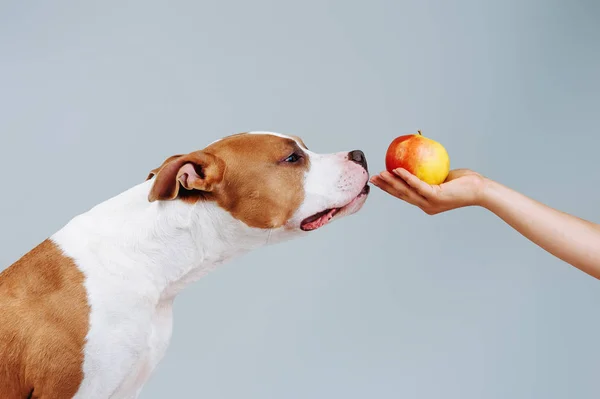 Gros Chien Rouge Renifle Une Pomme Sur Une Main Homme — Photo