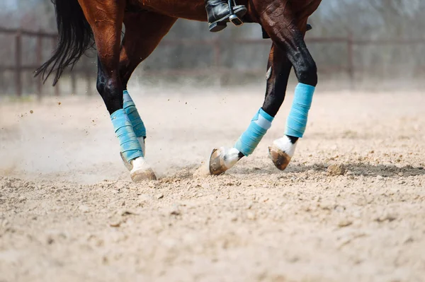 馬の足を閉じてください 馬の蹄の下からの塵 — ストック写真