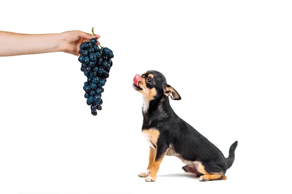 A small dog of the breed Chihuahua looks at the grapes and licks. Black puppy isolated on white background