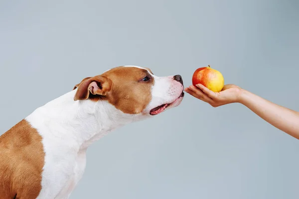 Big Red Dog Sniffs Apple Mans Hand Apples Puppy Diet — Stock Photo, Image