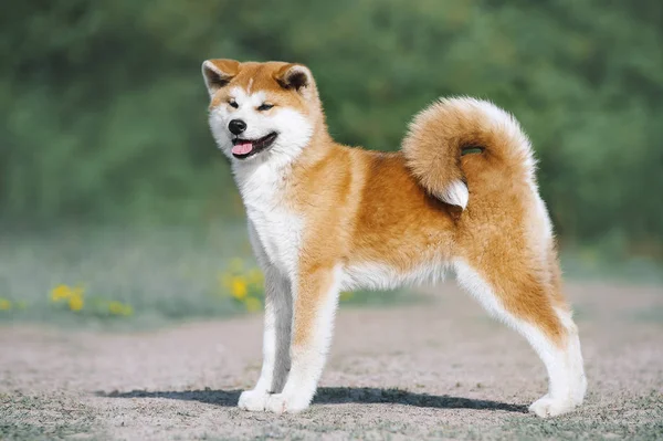 柴犬写真素材 ロイヤリティフリー柴犬画像 Depositphotos 柴犬写真素材 ロイヤリティフリー柴犬画像 Depositphotos