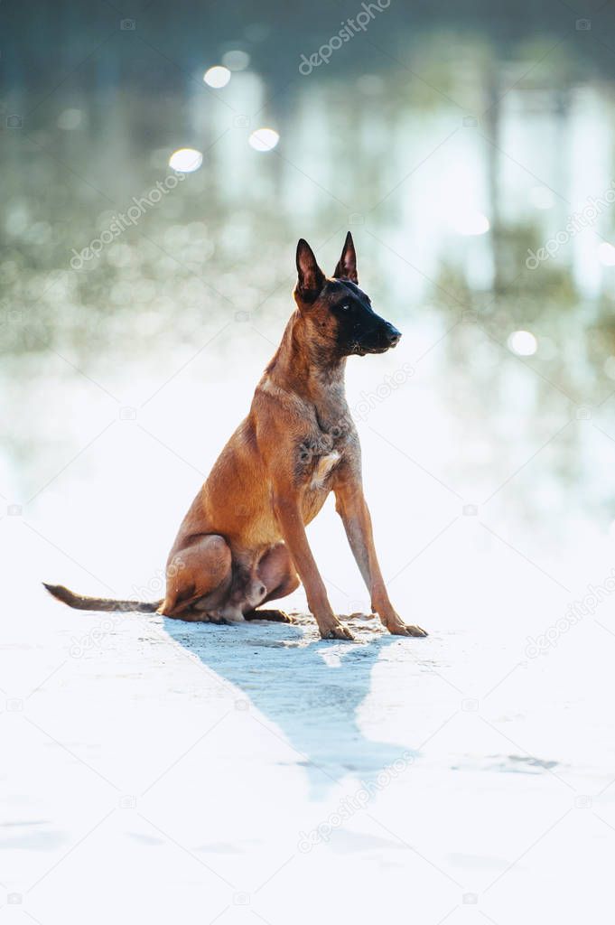 Full length portrait of a Malinois breed dog. The dog sits on the beach in white sand on a background of glare from the water