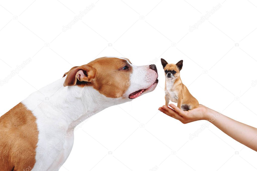 Very big and very small dogs together in one photo. A large dog sniffs a small puppy of the Chihuahua breed that sits in the palm of a person