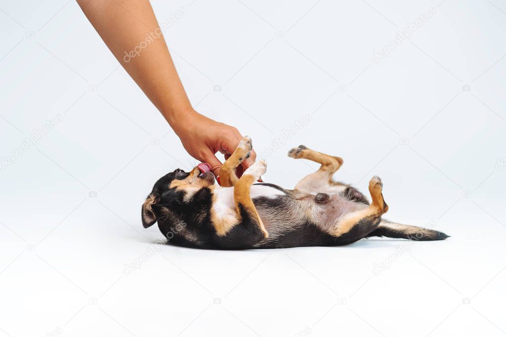 A little dog is lying on his back in front of a man. The dog is swinging. A man strokes a puppy when he expresses submission. Training a puppy somersaults, stunt training