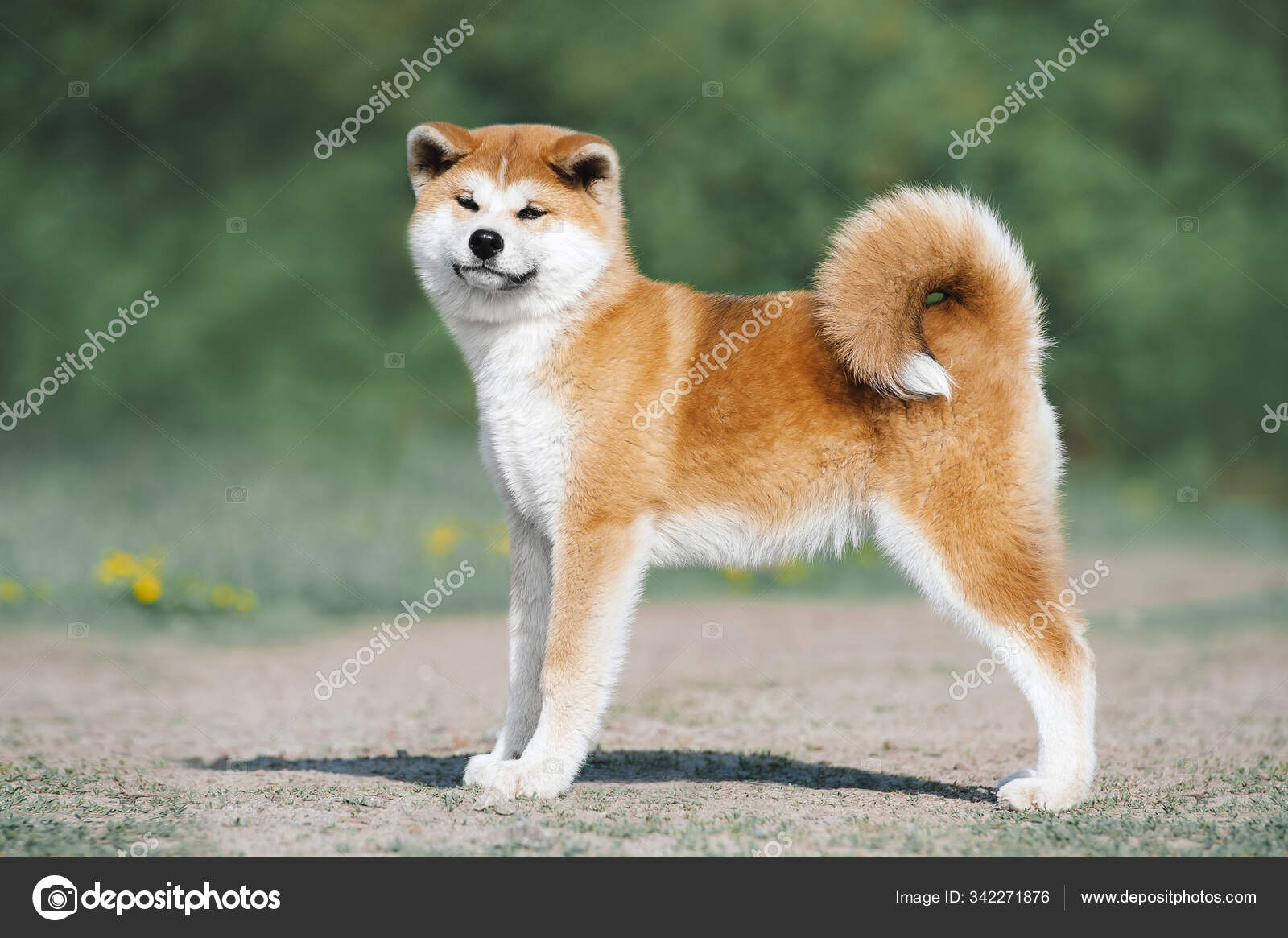 ポートフォリオ Yurkovska ストック写真 イラストとベクターアート Depositphotos ポートフォリオ Yurkovska ストック写真 イラストとベクターアート Depositphotos