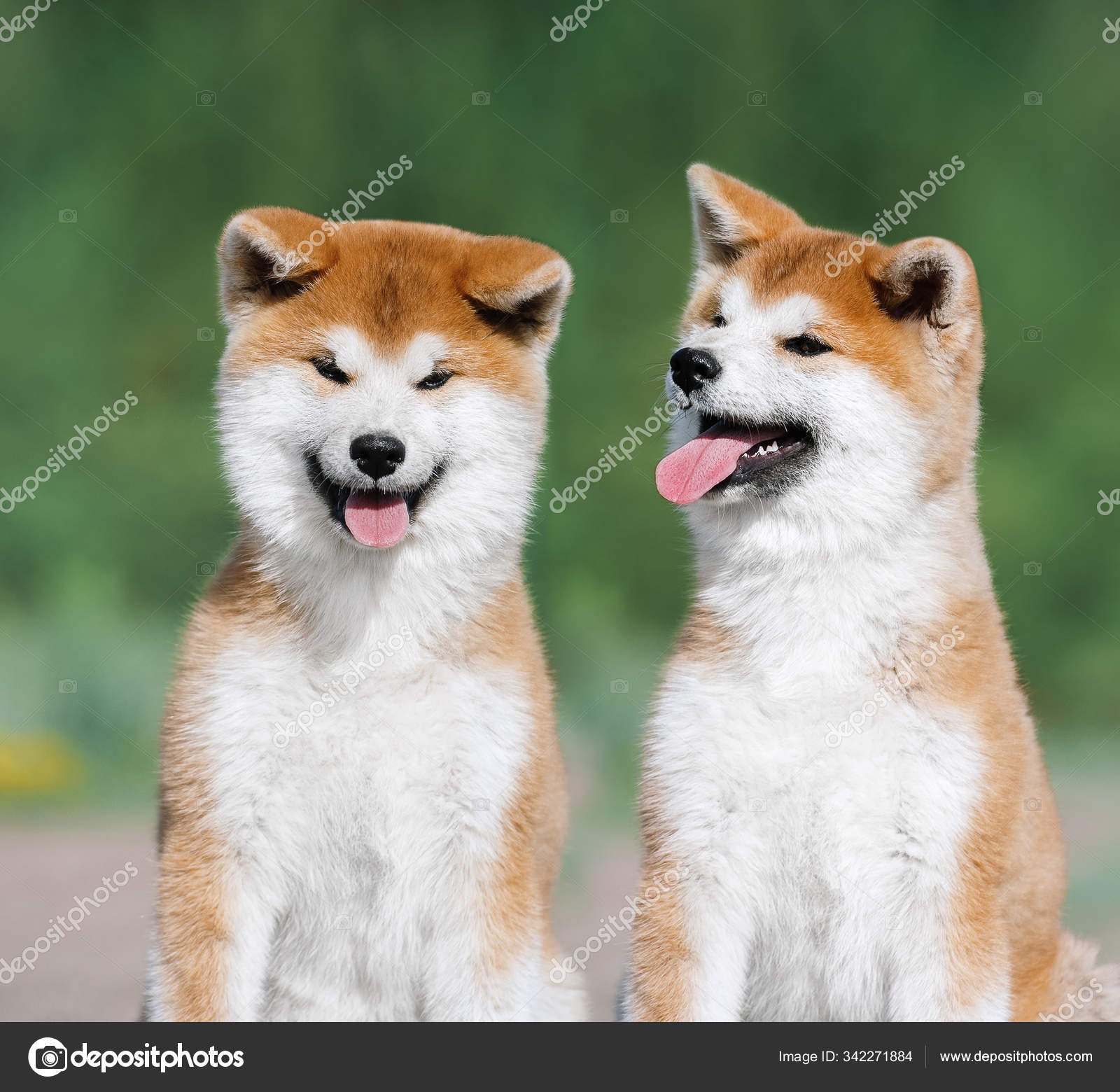 ポートフォリオ Yurkovska ストック写真 イラストとベクターアート Depositphotos ポートフォリオ Yurkovska ストック写真 イラストとベクターアート Depositphotos
