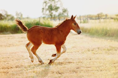 Kırmızı bir tay tarlada özgürce dörtnala koşuyor. Akşam doğasının arka planında gün ışığında genç bir at