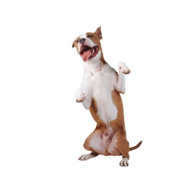 Mutlu büyük bir köpek arka ayakları üzerinde duruyor. Köpek beyaz arkaplanda izole edildi