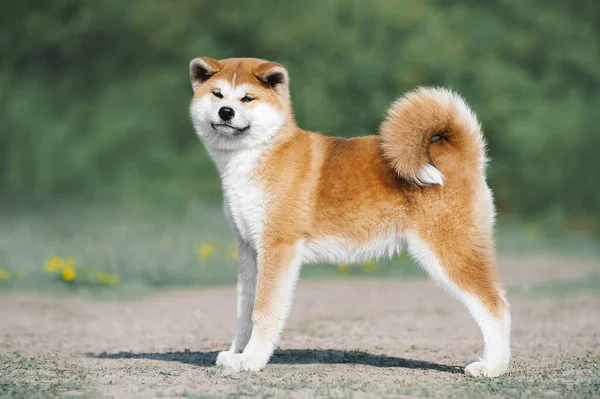 秋田犬子犬のコンフォメーション 緑の背景に赤い毛皮の犬 — ストック写真