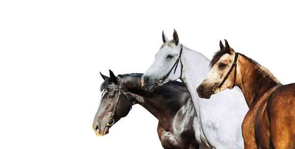 Portrait Three Different Horse Suits Isolated White Background — 스톡 사진