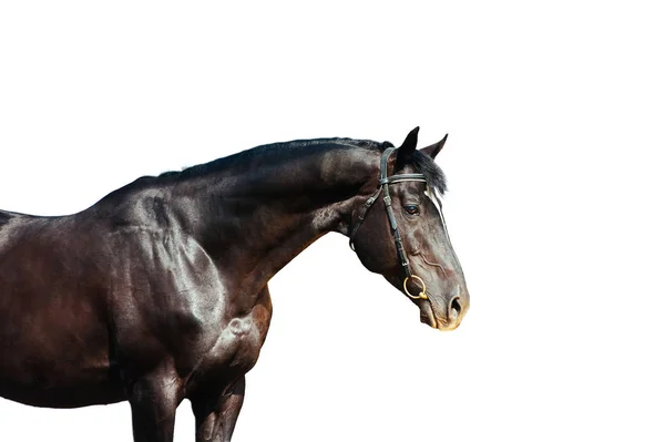 Retrato Cavalo Preto Isolado Sobre Fundo Branco — Fotografia de Stock