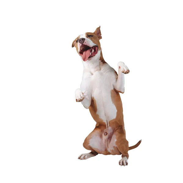 Mutlu büyük bir köpek arka ayakları üzerinde duruyor. Köpek beyaz arkaplanda izole edildi