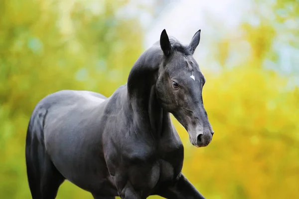 秋の黄色の葉を背景に大きな黒い馬の動きの肖像 — ストック写真