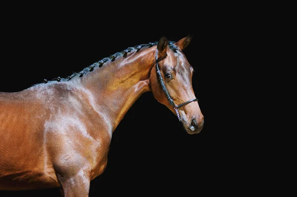 ホルターピンに編組マンと黒の背景に美しい茶色の馬の肖像画 アスレチック馬のレイブンス — ストック写真