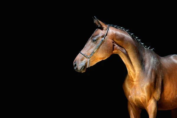 側に探して黒の背景に美しい若い馬 ホルターピンに編組マン付きスポーツスタリオン — ストック写真
