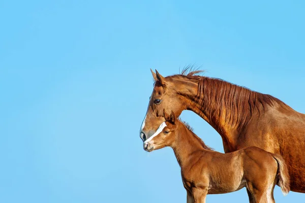 青い背景に赤い雌馬のプロフィールの肖像画 馬は赤い敵にキスをする 同じペアだ — ストック写真