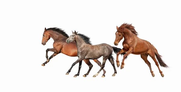 Rebanho Belos Cavalos Que Galopam Isolados Fundo Branco Três Mustang — Fotografia de Stock