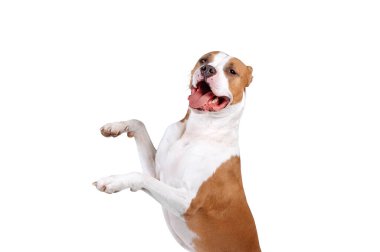 Mutlu büyük bir köpek arka ayakları üzerinde duruyor. Köpek beyaz arkaplanda izole edildi
