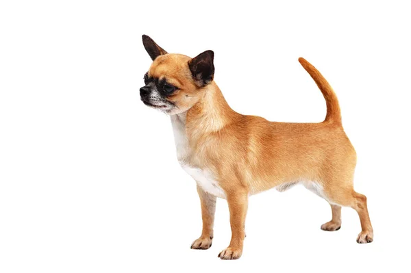 Μικρός Κοκκινομάλλης Σκύλος Ράτσας Τσιουάουα Απομονωμένος Λευκό Φόντο — Φωτογραφία Αρχείου
