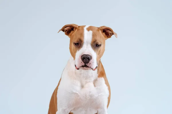スタジオにおける闘犬の肖像画 — ストック写真