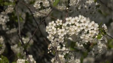 Bir arka plan üzerinde çiçekli dallar çiçek ve planları