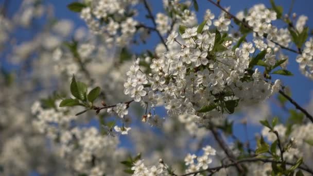 Flowering branches on blue sky background 3 — Stock Video