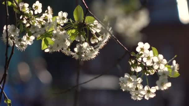 Ramas florecientes sobre un fondo de flores y planos 3 — Vídeos de Stock