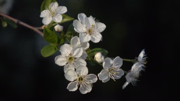 Flowering branches on a black background 3 — Αρχείο Βίντεο