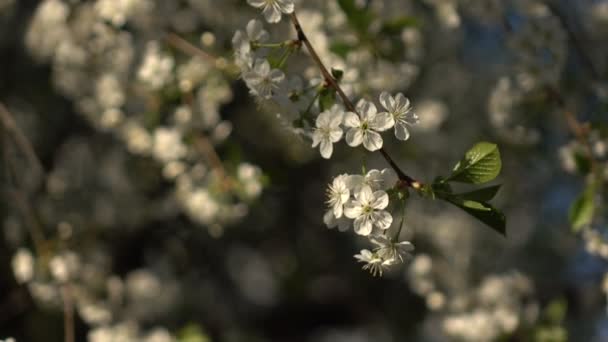 Квітучі гілки на тлі квітів і планів 7 — стокове відео