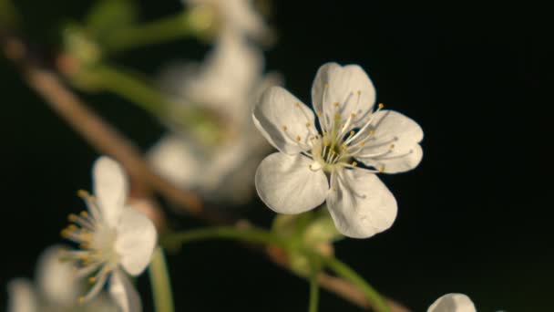 Flowering branches on a black background 2 — Stock Video