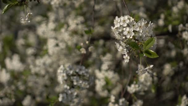 Des branches fleuries sur fond de fleurs et de plans 2 