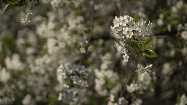 Blommande grenar på en bakgrund av blommor och planer 2 — Stockvideo