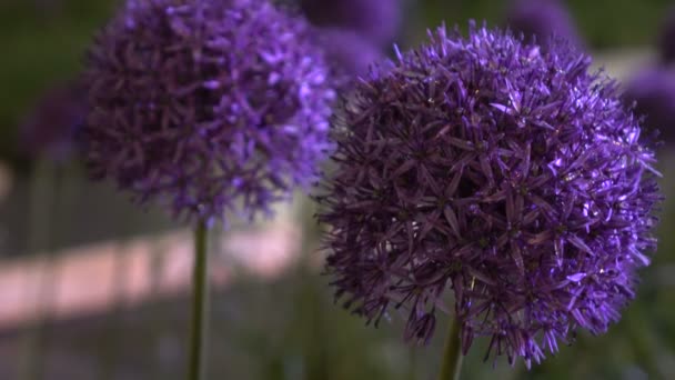 Цветы ночь с капель 2 — стоковое видео