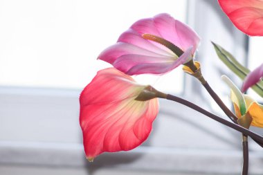 Güzel, taze, çok renkli yapay kalla çiçekleri..