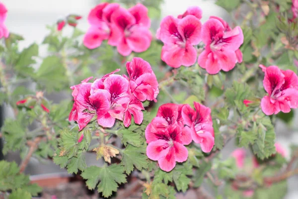 Decoratieve Rode Appelboom Bloemen Bloeien Het Voorjaar Bloemen Natuurlijke Achtergrond — Stockfoto