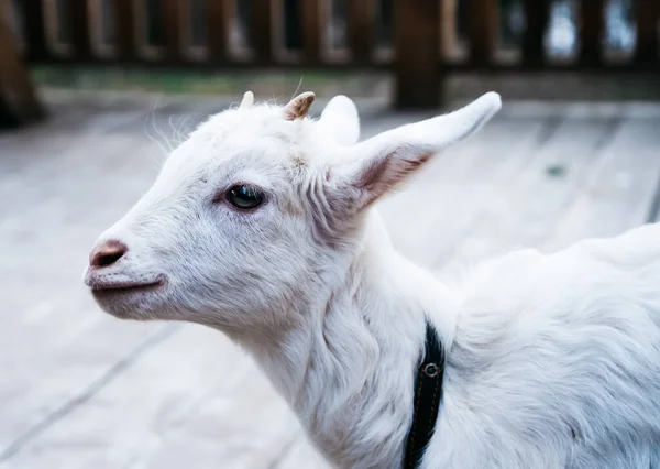 Ein Kleines Weißes Kind Großaufnahme Mit Hörnern — Stockfoto