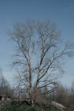Mavi berrak gökyüzünün arka planında ağaç dalları