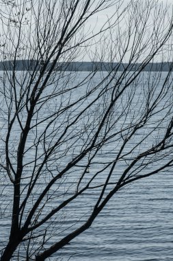 Mavi berrak gökyüzünün arka planında ağaç dalları