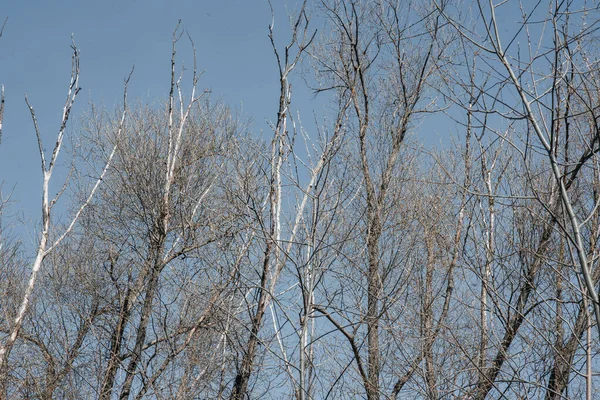 Gałęzie Drzew Tle Błękitnego Czystego Nieba — Zdjęcie stockowe