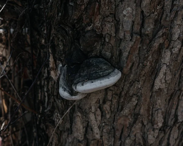 mushroom grows on a tree trunk